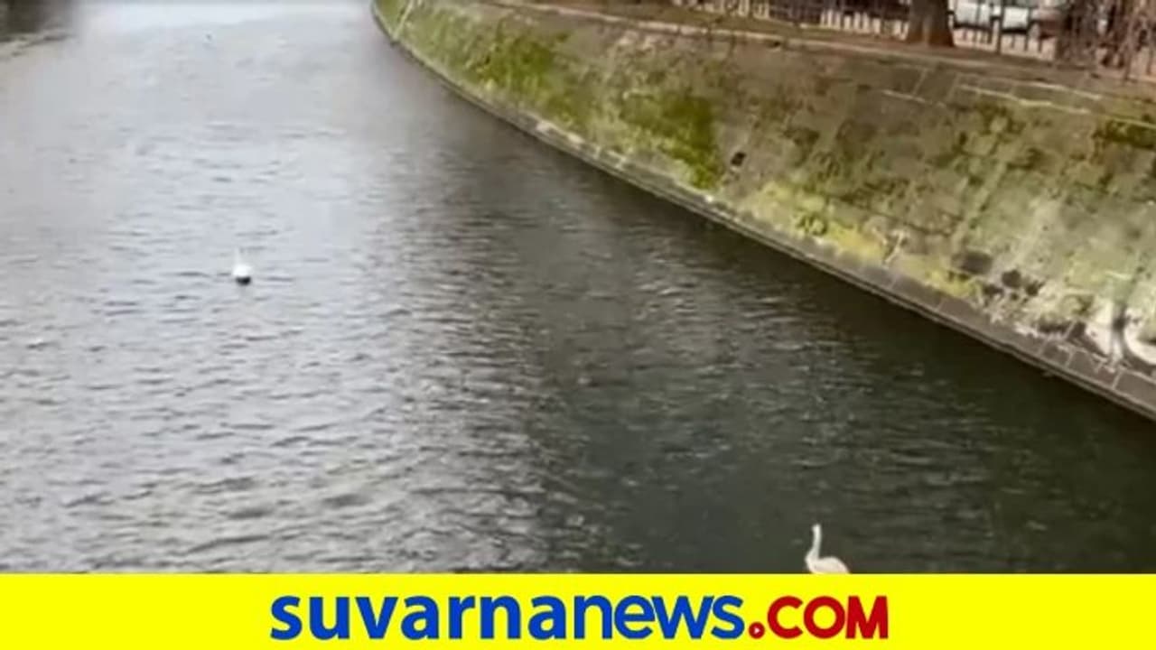 ದಿಕ್ಕು ತಪ್ಪಿ ರಸ್ತೆಯಲ್ಲಿ ತಿರುಗಾಡುತ್ತಿದ್ದ ಬಾತುಕೋಳಿಗೆ ನೆರವಾದ ಮಹಿಳೆ