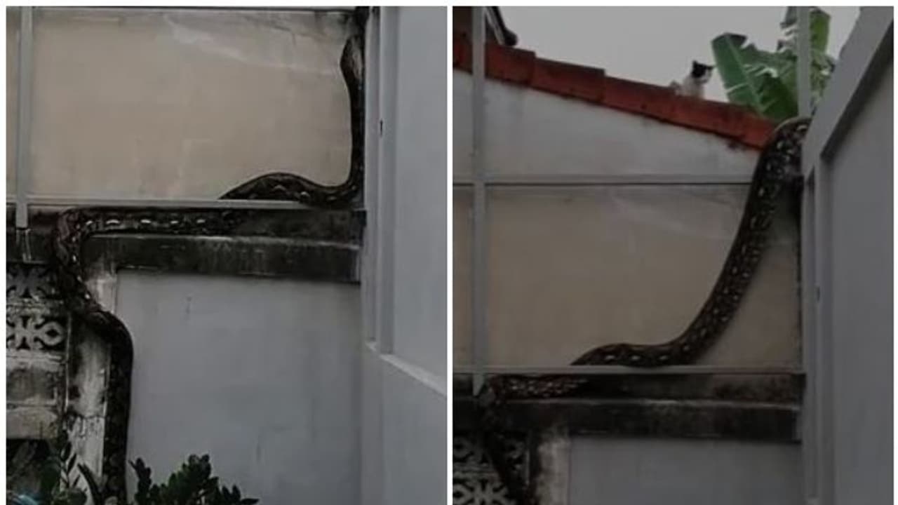 ഭിത്തിയിലൂടെ മുകളിലേക്ക് കയറുന്ന കൂറ്റൻ പാമ്പിനെ കണ്ട് പൂച്ച ചെയ്തത്; വീഡിയോ
