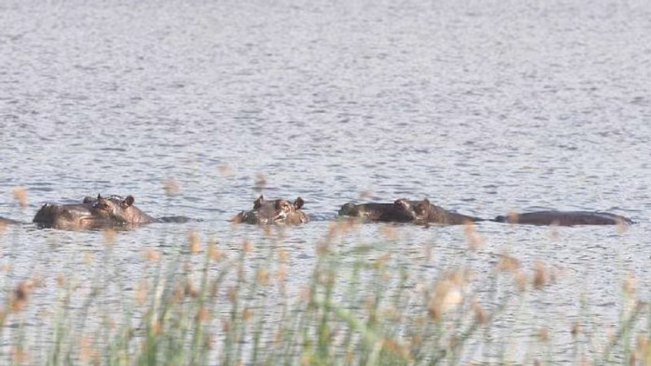 അപരിചിതരെയും കൂട്ടുകാരെയും തിരിച്ചറിയാം, അപരിചിതരെ കണ്ടൂടാ, ഹിപ്പോകളെ കുറിച്ച് പുതിയ പഠനം അപരിചിതരെയും കൂട്ടുകാരെയും തിരിച്ചറിയാം, അപരിചിതരെ കണ്ടൂടാ, ഹിപ്പോകളെ കുറിച്ച് പുതിയ പഠനം