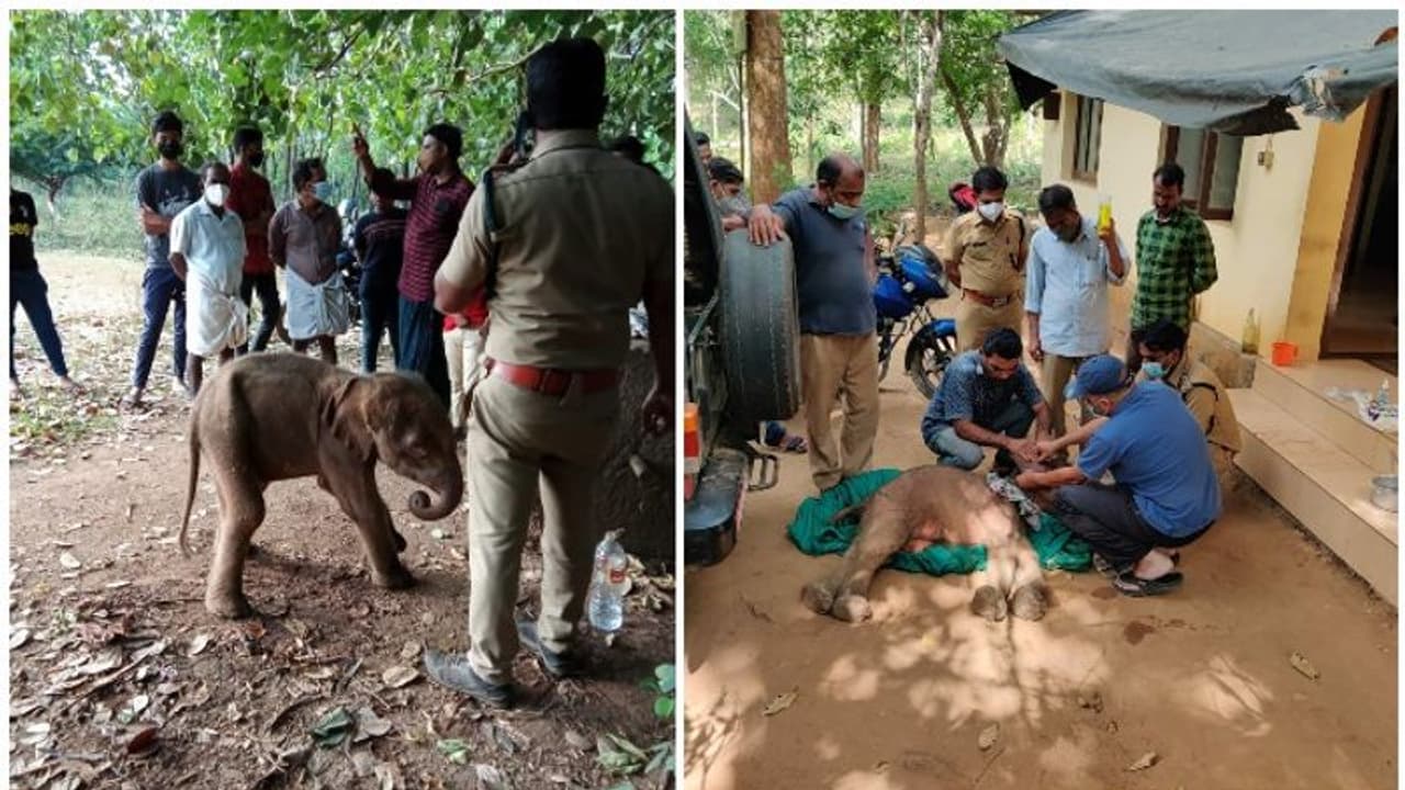 Elephant calf : ചിമ്മിനി കാട്ടിൽ കണ്ടത്തിയ ആനക്കുട്ടി ചരിഞ്ഞു Elephant calf : ചിമ്മിനി കാട്ടിൽ കണ്ടത്തിയ ആനക്കുട്ടി ചരിഞ്ഞു
