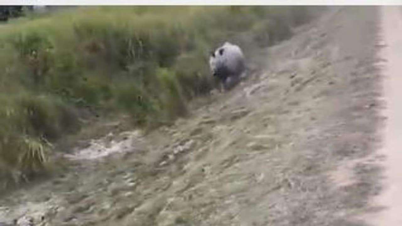 जंगल सफारी का लुफ्त उठा रहे थे पर्यटक, गैंडे ने दो किमी तक सरपट दौड़ाया, देखिए हैरान करने वाला ये वीडियो जंगल सफारी का लुफ्त उठा रहे थे पर्यटक, गैंडे ने दो किमी तक सरपट दौड़ाया, देखिए हैरान करने वाला ये वीडियो