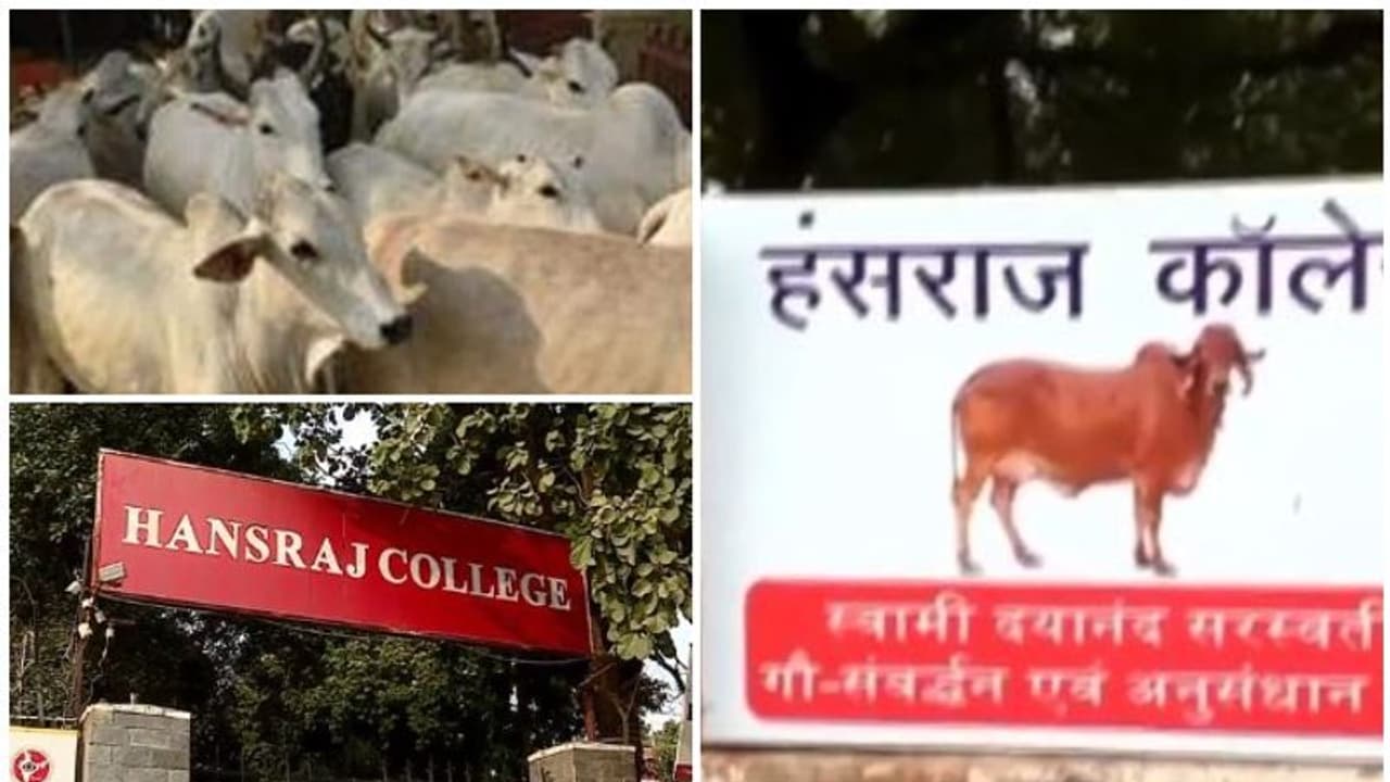 വനിതാ ഹോസ്റ്റലിന് പകരം ഗോശാല, ദില്ലി ഹൻസ് രാജ് കോളേജിൽ വിദ്യാർത്ഥികൾ പ്രതിഷേധത്തിൽ വനിതാ ഹോസ്റ്റലിന് പകരം ഗോശാല, ദില്ലി ഹൻസ് രാജ് കോളേജിൽ വിദ്യാർത്ഥികൾ പ്രതിഷേധത്തിൽ