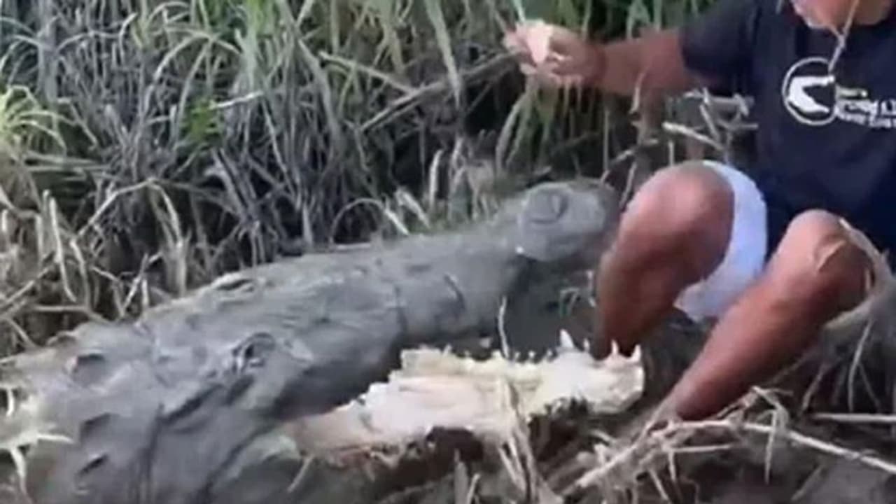 खाना खिला रहे लड़के पर मगरमच्छ ने किया हमला, देखें Shocking Video, यूजर्स ने ऐसे लगाई क्लास