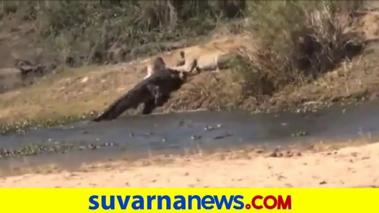 ಆಹಾರಕ್ಕಾಗಿ ಹೋರಾಟ... ಜಿಂಕೆಯನ್ನು ಕಚ್ಚಿ ಅತಿಂದಿತ್ತ ಎಳೆದಾಡಿದ ಸಿಂಹ, ಮೊಸಳೆ