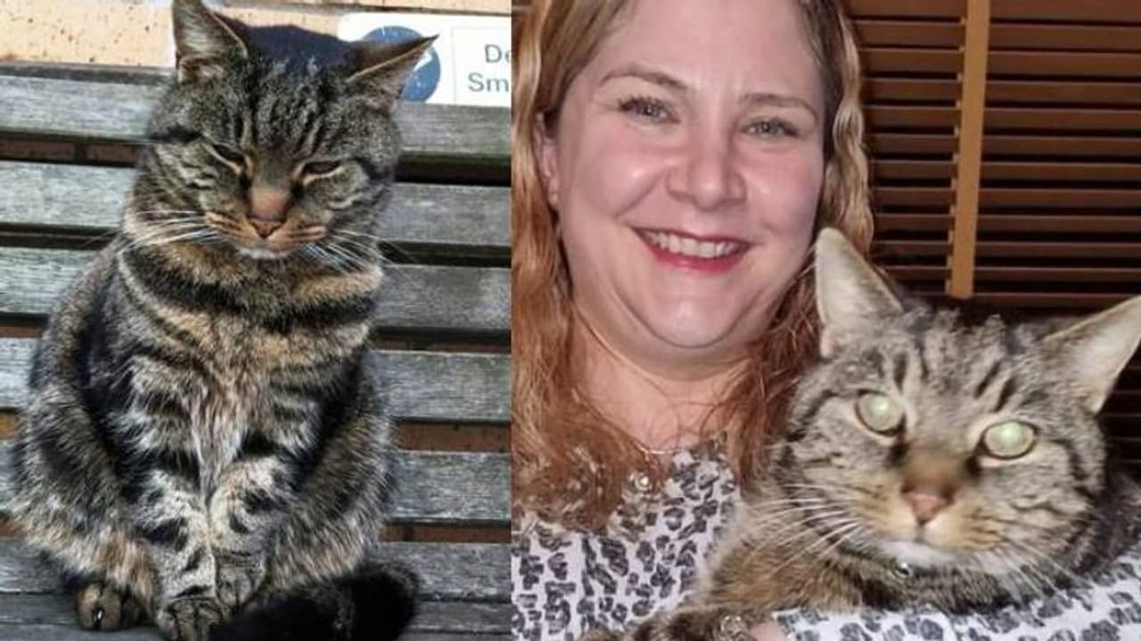 11 വർഷങ്ങൾക്ക് മുമ്പ് കാണാതായ പൂച്ച 80 മൈൽ അകലെ, മൈക്രോചിപ്പ് സഹായമായി, ഉടമയ്ക്കരികിലേക്ക് വീണ്ടും