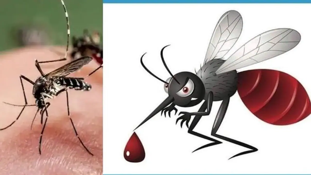 Mosquito repellent: குளிர்காலத்தில் கொசு ரொம்ப கடிக்குதா...? கொசு கடிக்கு விடுதலை தரும் ஸ்மார்ட் கொசுவிரட்டி.!