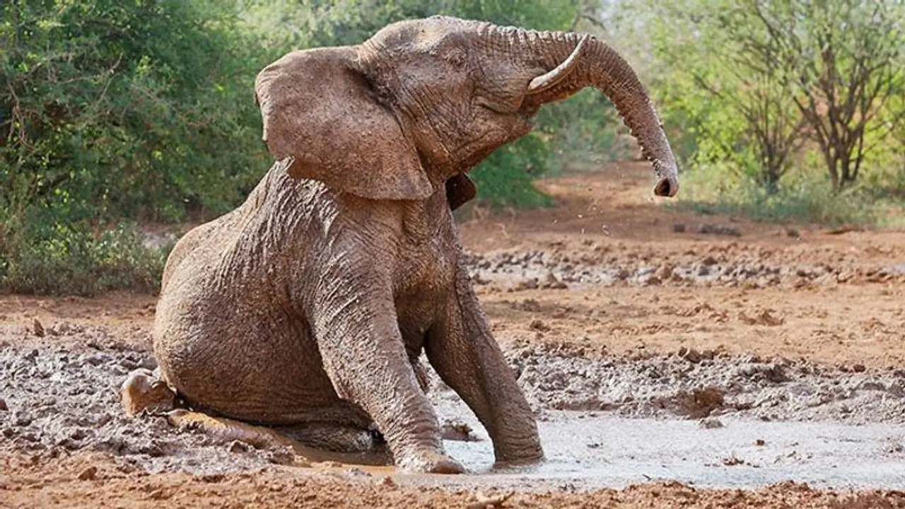 Life Management: राजा का प्रिय हाथी दलदल में फंस गया तो सभी परेशान हो गए, तभी मंत्री ने सूझाया ये अजीब उपाय Life Management: राजा का प्रिय हाथी दलदल में फंस गया तो सभी परेशान हो गए, तभी मंत्री ने सूझाया ये अजीब उपाय