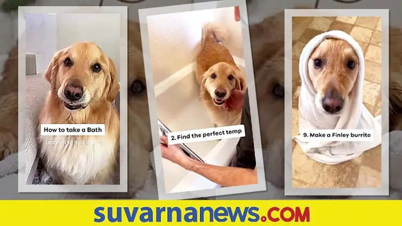 ಸ್ನಾನ ಮಾಡೋದು ಹೇಗೆ... ನನ್ನ ನೋಡಿ ಕಲಿ ಅಂತಿದೆ ಈ ಶ್ವಾನ ಸ್ನಾನ ಮಾಡೋದು ಹೇಗೆ... ನನ್ನ ನೋಡಿ ಕಲಿ ಅಂತಿದೆ ಈ ಶ್ವಾನ