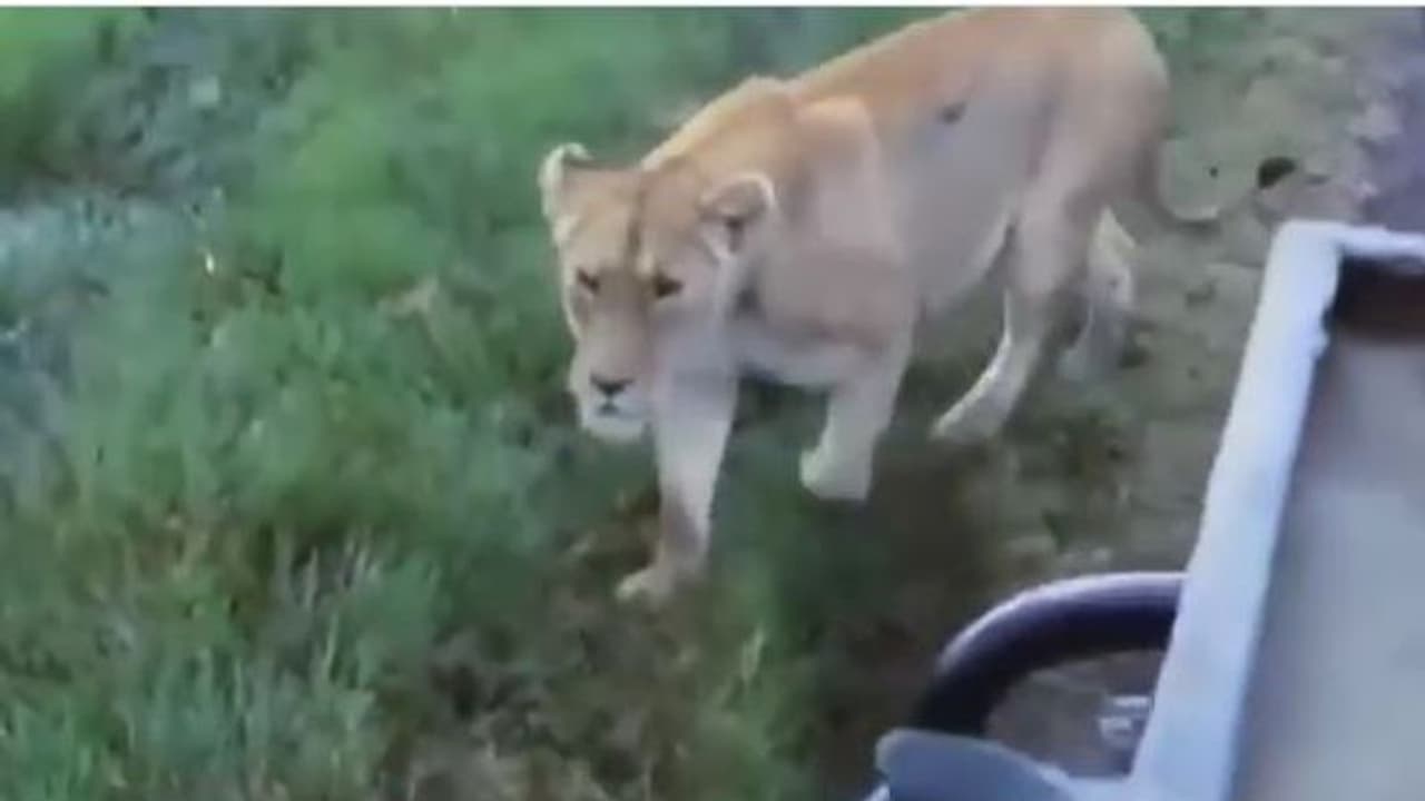 जंगल सफारी का लुफ्त उठा रहे थे पर्यटक, गाड़ी की बोनट पर आकर सवार हो गई शेरनी, जानिए फिर क्या हुआ जंगल सफारी का लुफ्त उठा रहे थे पर्यटक, गाड़ी की बोनट पर आकर सवार हो गई शेरनी, जानिए फिर क्या हुआ