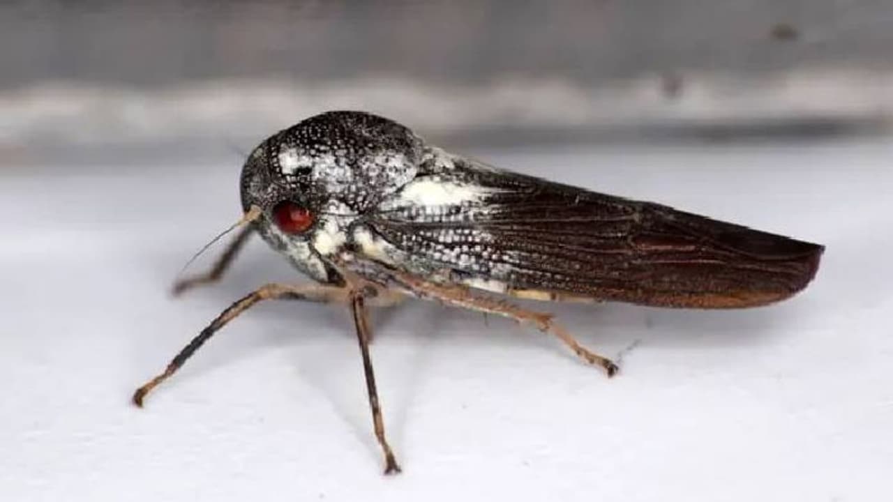 Phlogis kibalensis : ഉഗാണ്ടൻ മഴക്കാടുകളിൽ പുതിയ ഇനം ഇലച്ചാടിയെ കണ്ടെത്തി, ആവേശത്തില്‍ ശാസ്ത്രജ്ഞന്‍