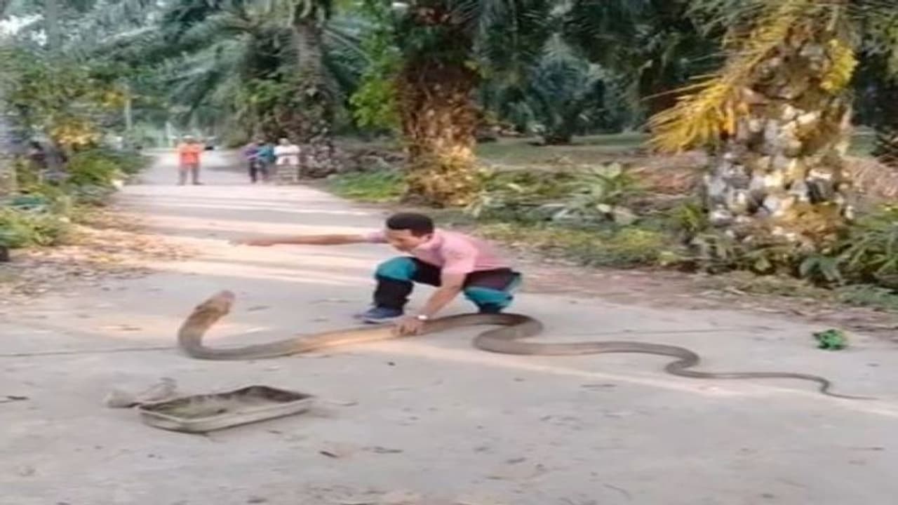 सेप्टिक टैंक में जा रहा था विशालकाय किंग कोबरा, युवक को काटने के लिए झपटा, देखें हैरान करने वाला Viral Video सेप्टिक टैंक में जा रहा था विशालकाय किंग कोबरा, युवक को काटने के लिए झपटा, देखें हैरान करने वाला Viral Video