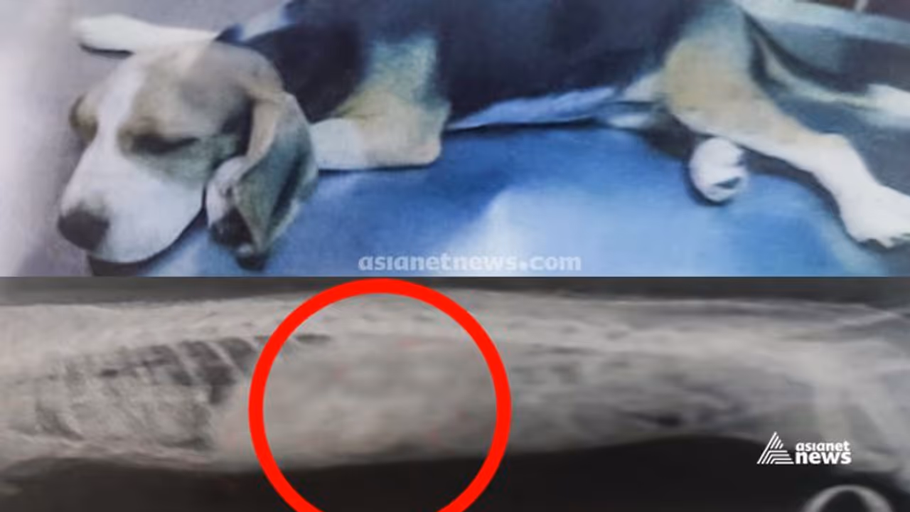 പട്ടിക്ക് വിജയകരമായി ശസ്ത്രക്രിയ നടത്തി; വിഴുങ്ങിയ മാസ്ക് പുറത്തെടുത്തു പട്ടിക്ക് വിജയകരമായി ശസ്ത്രക്രിയ നടത്തി; വിഴുങ്ങിയ മാസ്ക് പുറത്തെടുത്തു