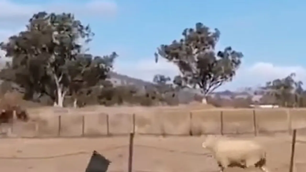 भेड़ की छलांग देखकर नहीं रोक पाएंगे अपनी हंसी, यूजर्स ने कहा पिछले जन्म में कूंगफू मास्टर था