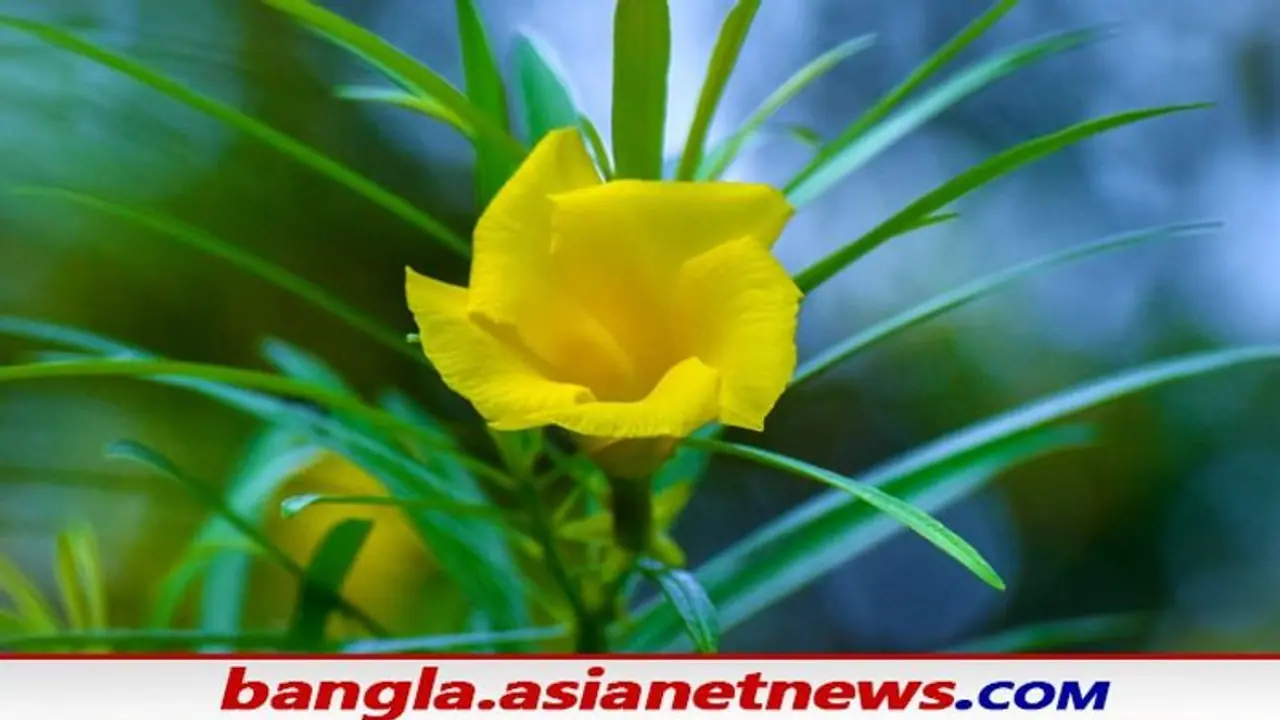 Vasu Tips for Money: বাড়িতে এই গাছ থাকা মানেই সব সময় হবে টাকার বৃষ্টি, জেনে নিন বাস্তুর নিয়ম