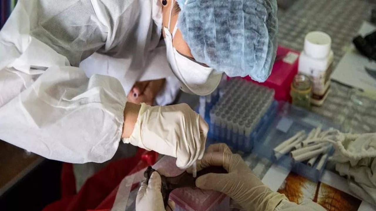 NeoCov Virus:மனிதர்களுக்கு பரவாது..ஆனால்..? 'நியோகோவ்' பற்றி விஞ்ஞானிகள் கூறுவது என்ன..? NeoCov Virus:மனிதர்களுக்கு பரவாது..ஆனால்..? 'நியோகோவ்' பற்றி விஞ்ஞானிகள் கூறுவது என்ன..?