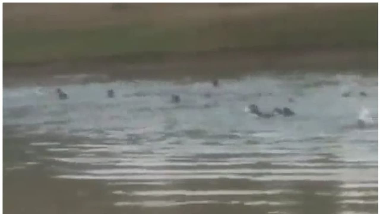 బిహార్లో ఘోర ప్రమాదం.. స్కూల్ పిల్లలను మోసుకెళ్లుతున్న పడవ మునక, 12 మంది గల్లంతు బిహార్లో ఘోర ప్రమాదం.. స్కూల్ పిల్లలను మోసుకెళ్లుతున్న పడవ మునక, 12 మంది గల్లంతు