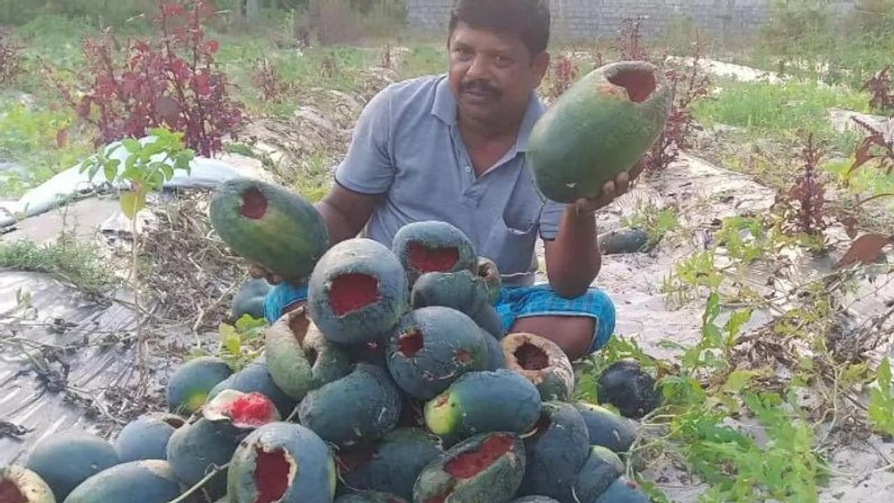 കൃഷി നശിപ്പിച്ച് കാക്കകൾ, നഷ്ടമായത് 2000 കിലോ തണ്ണിമത്തൻ