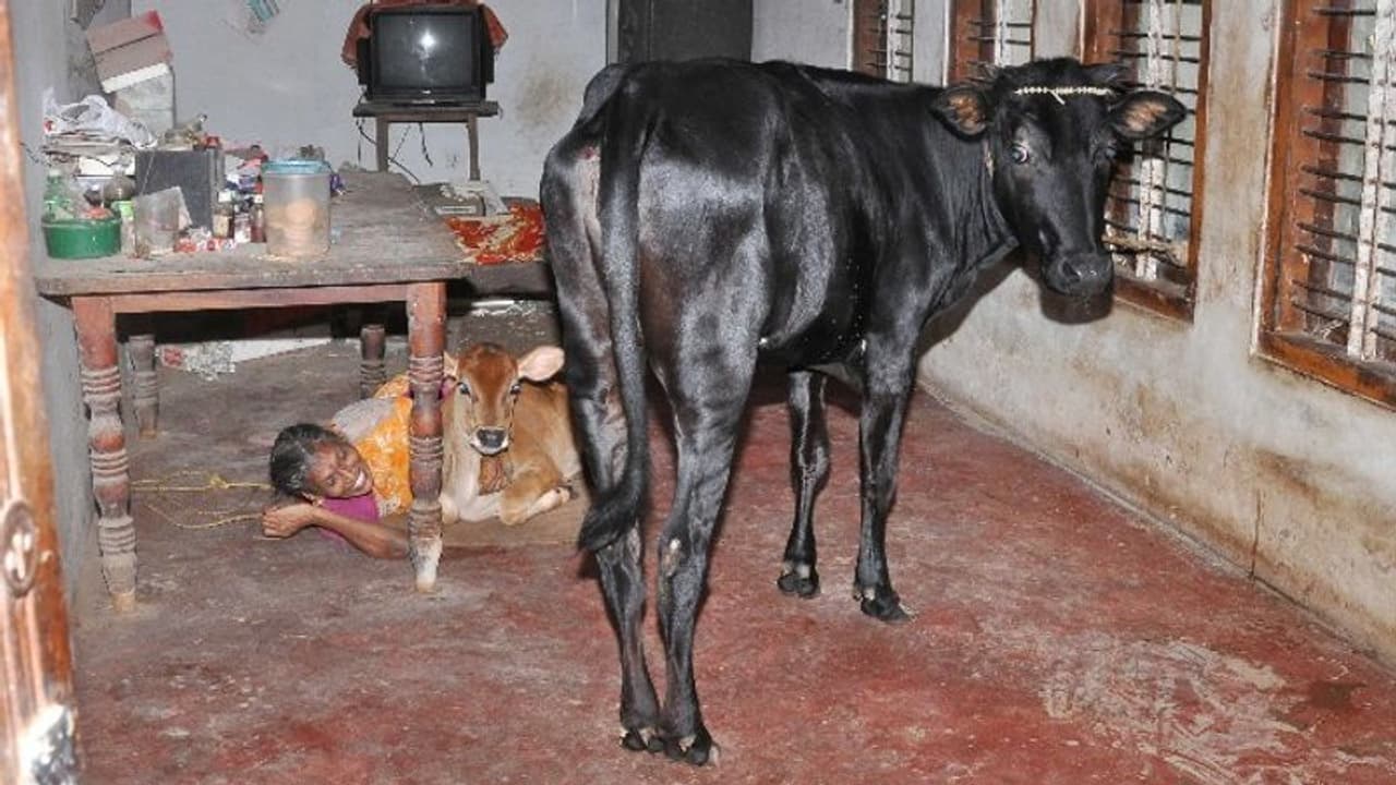 പശുക്കളെയും കിടാങ്ങളെയും മക്കളെപ്പോലെ വളര്ത്തുന്ന ഉഷാദേവി, ഊണും ഉറക്കവും അവര്ക്കൊപ്പം പശുക്കളെയും കിടാങ്ങളെയും മക്കളെപ്പോലെ വളര്ത്തുന്ന ഉഷാദേവി, ഊണും ഉറക്കവും അവര്ക്കൊപ്പം