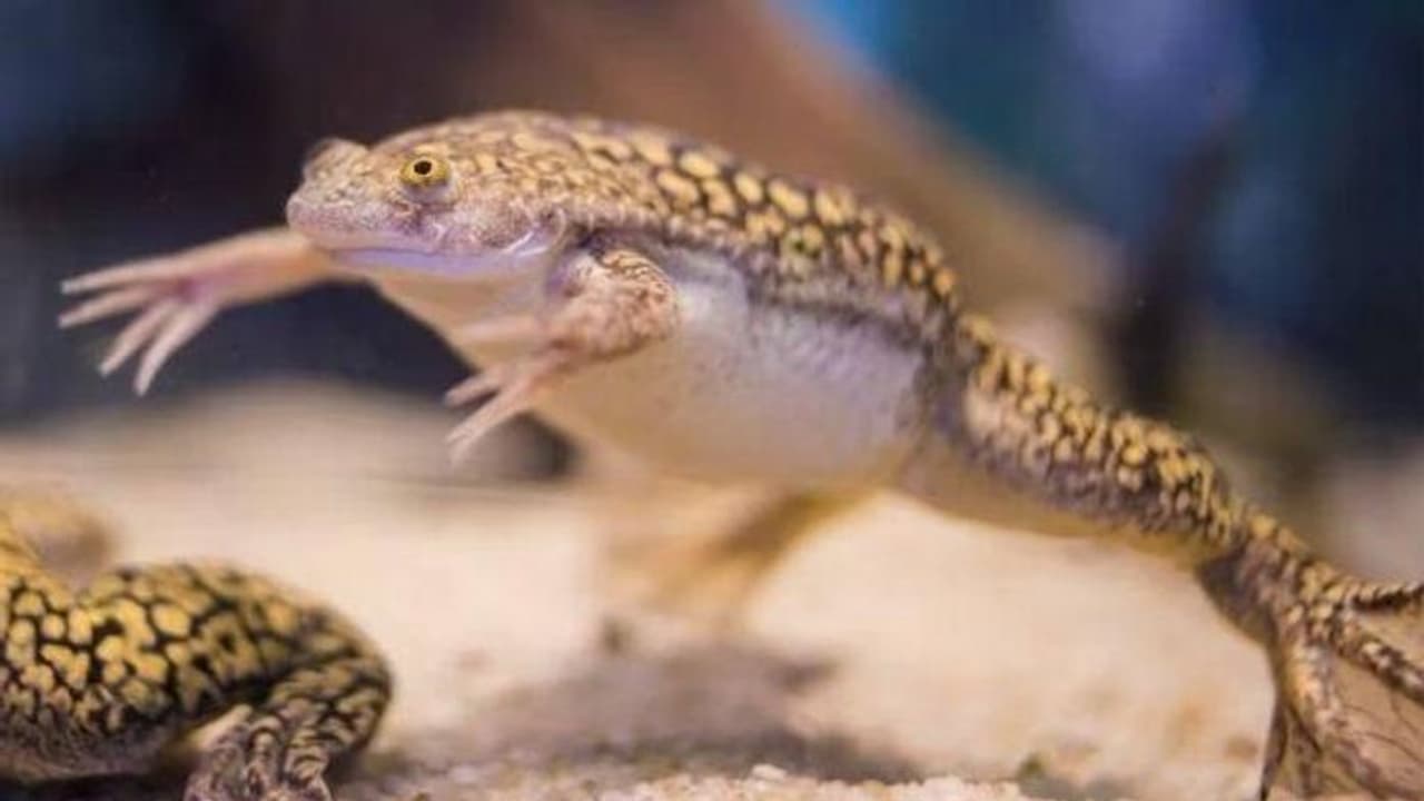 Frog Limbs : കാൽ മുറിച്ച തവളയ്ക്ക് പുതിയ കാൽ വളർത്തിയെടുത്തു, പരീക്ഷണത്തിൽ വിജയിച്ച് ഗവേഷകർ Frog Limbs : കാൽ മുറിച്ച തവളയ്ക്ക് പുതിയ കാൽ വളർത്തിയെടുത്തു, പരീക്ഷണത്തിൽ വിജയിച്ച് ഗവേഷകർ