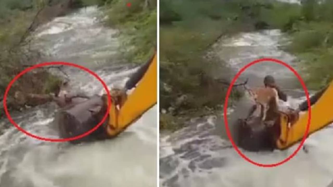 ഒഴുക്കില് ജീവന് പണയപ്പെടുത്തി നായയെ രക്ഷിക്കാനിറങ്ങി ഹോം ഗാര്ഡ്, വൈറലായി വീഡിയോ ഒഴുക്കില് ജീവന് പണയപ്പെടുത്തി നായയെ രക്ഷിക്കാനിറങ്ങി ഹോം ഗാര്ഡ്, വൈറലായി വീഡിയോ