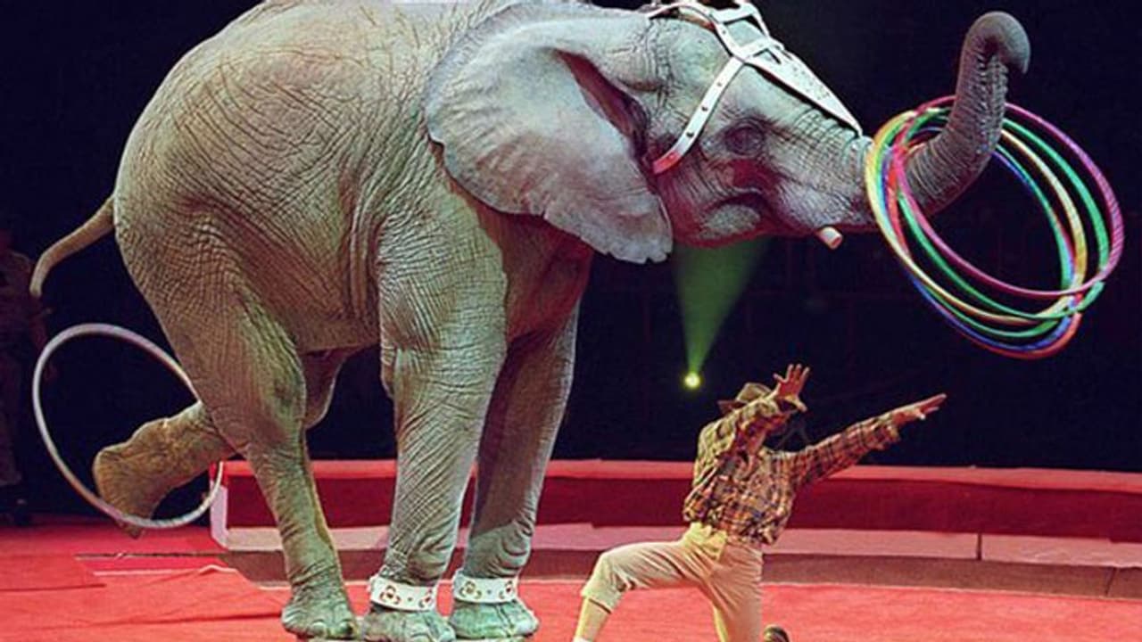 Life Management: सर्कस में हाथी पतली रस्सी से बंधे थे, ये आश्चर्यजनक था…कारण जानकर सभी हैरान रह गए