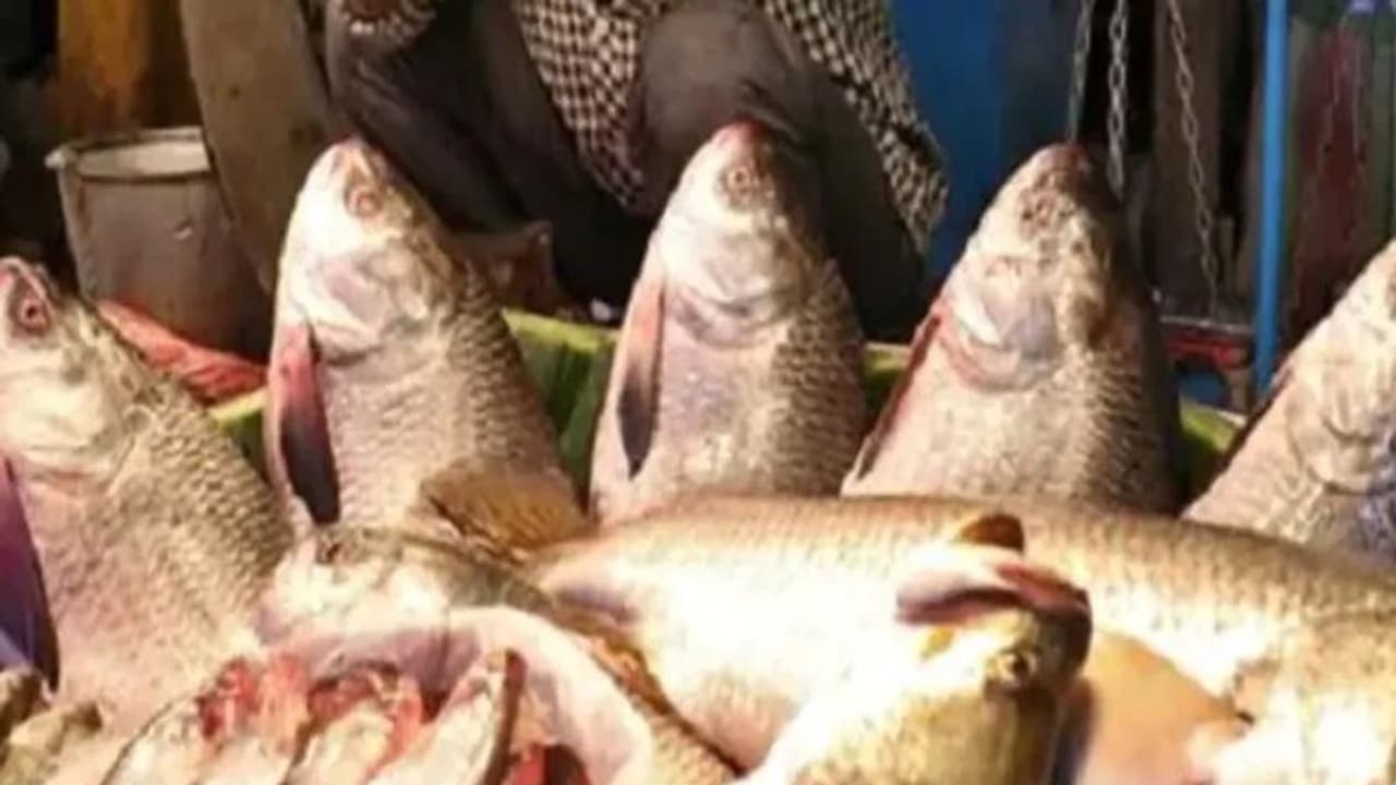 जाल में फंसी 121 मछलियां और रातों रात करोड़पति बन गए मछुआरे, क्या है इस मछली की खास बात जाल में फंसी 121 मछलियां और रातों रात करोड़पति बन गए मछुआरे, क्या है इस मछली की खास बात