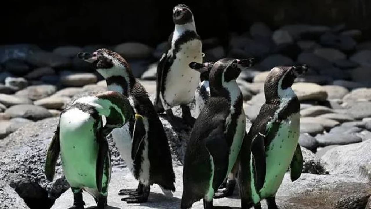 Same sex penguins : മുട്ടയ്ക്ക് അടയിരുന്ന് ​സ്വവർ​ഗാനുരാ​ഗികളായ ആൺപെൻ​ഗ്വിനുകൾ, കുഞ്ഞ് പിറന്നു!