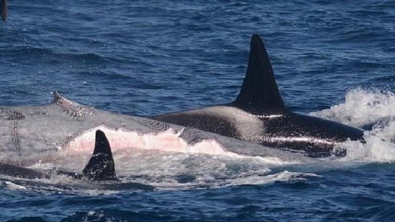 Orcas killing blue whale : ഭയാനകം ഈ രംഗം, നീലത്തിമിംഗലത്തെ വേട്ടയാടിക്കൊന്ന് കൊലയാളിത്തിമിംഗലങ്ങൾ! Orcas killing blue whale : ഭയാനകം ഈ രംഗം, നീലത്തിമിംഗലത്തെ വേട്ടയാടിക്കൊന്ന് കൊലയാളിത്തിമിംഗലങ്ങൾ!