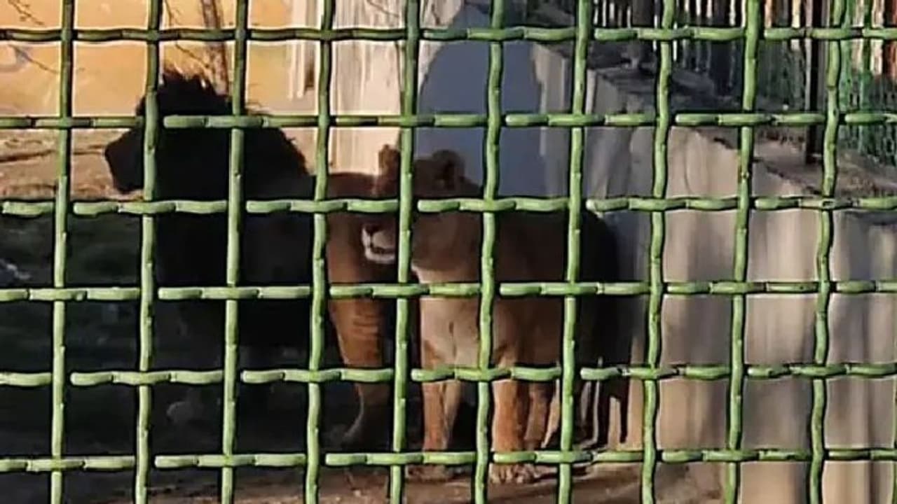 Lion Kills : കാവല്‍ക്കാരനെ കടിച്ചുകൊന്ന ശേഷം ഇണയോടൊപ്പം രക്ഷപ്പെട്ട് പെണ്‍സിംഹം