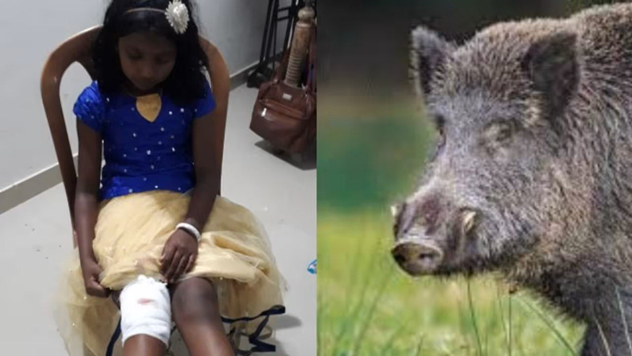 കാട്ടുപന്നി കുറുകെ ചാടി: സ്കൂട്ടറില്‍ നിന്നും വീണ് ഒൻപത് വയസ്സുകാരിക്ക് പരിക്കേറ്റു