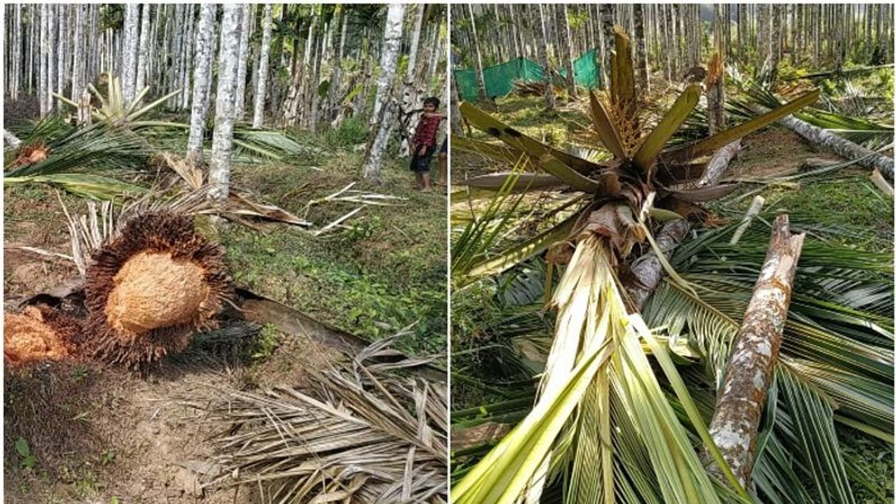 റബ്ബറിലേക്കും കമുകിലേക്കും മാറിയിട്ടും തത്തയ്ക്ക് രക്ഷയില്ല, വില്ലനായി കാട്ടാന, ധോണിയിൽ വീണ്ടും കാട്ടാനയിറങ്ങി റബ്ബറിലേക്കും കമുകിലേക്കും മാറിയിട്ടും തത്തയ്ക്ക് രക്ഷയില്ല, വില്ലനായി കാട്ടാന, ധോണിയിൽ വീണ്ടും കാട്ടാനയിറങ്ങി