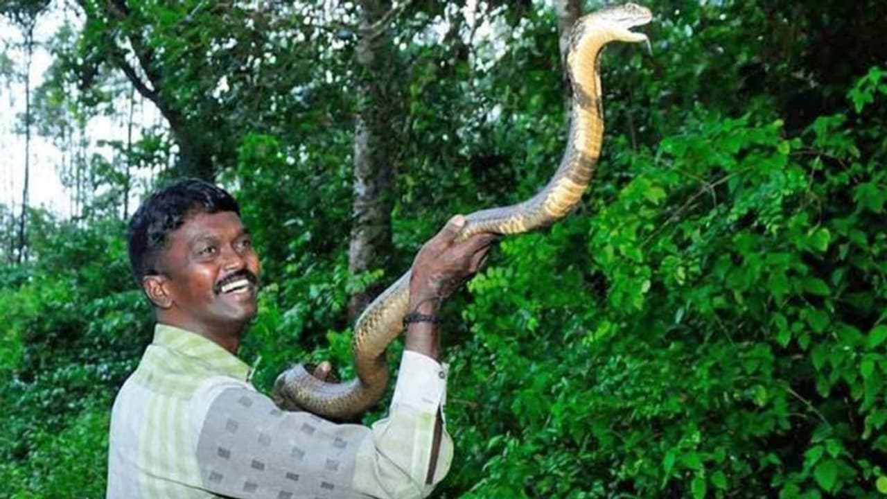 பிரபல பாம்பு பிடி மன்னனை கடித்த ‘நல்ல பாம்பு..’ மருத்துவமனையில் தீவிர சிகிச்சை.. வைரல் வீடியோ ! பிரபல பாம்பு பிடி மன்னனை கடித்த ‘நல்ல பாம்பு..’ மருத்துவமனையில் தீவிர சிகிச்சை.. வைரல் வீடியோ !