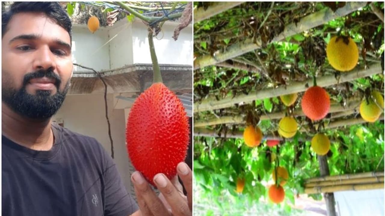 സ്വര്‍ഗത്തിലെ കനി കാണണോ? ദാ ഇവിടെ പുത്തനത്താണിയിലുണ്ട്