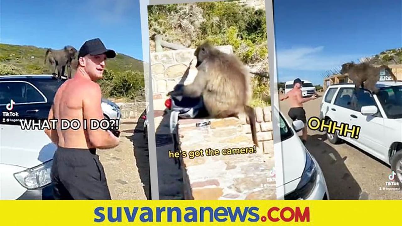 ಯೂಟ್ಯೂಬ್‌ ಸ್ಟಾರ್‌ನನ್ನು ಬೆನ್ನಟ್ಟಿ ದೋಚಿದ ಕೋತಿಗಳು... ವಿಡಿಯೋ ನೋಡಿ