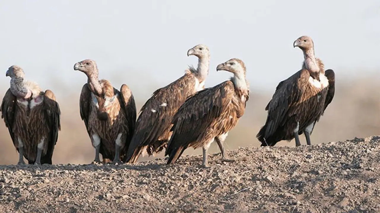 Life Management: टापू पर रह रहे गिद्धों को बूढ़े गिद्ध ने एक सलाह दी, उन्होंने बात नहीं मानी और ये हुआ हाल Life Management: टापू पर रह रहे गिद्धों को बूढ़े गिद्ध ने एक सलाह दी, उन्होंने बात नहीं मानी और ये हुआ हाल