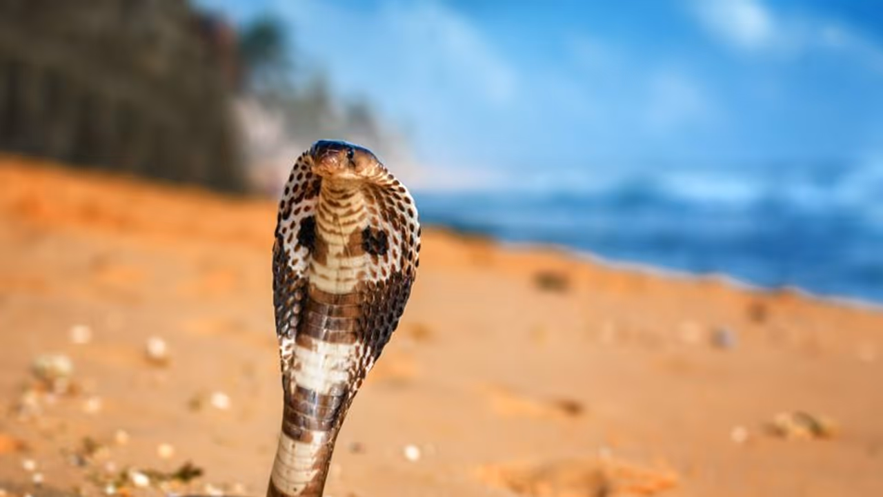 Snake Bite : പാമ്പിൻ വിഷം നമ്മുടെ ശരീരത്തിൽ പ്രവർത്തിക്കുന്നതെങ്ങനെ? Snake Bite : പാമ്പിൻ വിഷം നമ്മുടെ ശരീരത്തിൽ പ്രവർത്തിക്കുന്നതെങ്ങനെ?