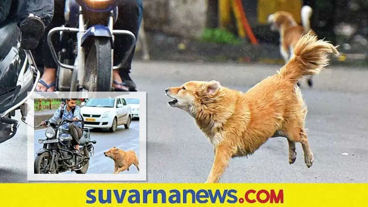 Safety Tips : ನಿಮ್ಮ ವಾಹನ ಬೆನ್ನಟ್ಟಿ ಬರುವ ನಾಯಿಯನ್ನು ಹೀಗೆ ಎದುರಿಸಿ Safety Tips : ನಿಮ್ಮ ವಾಹನ ಬೆನ್ನಟ್ಟಿ ಬರುವ ನಾಯಿಯನ್ನು ಹೀಗೆ ಎದುರಿಸಿ