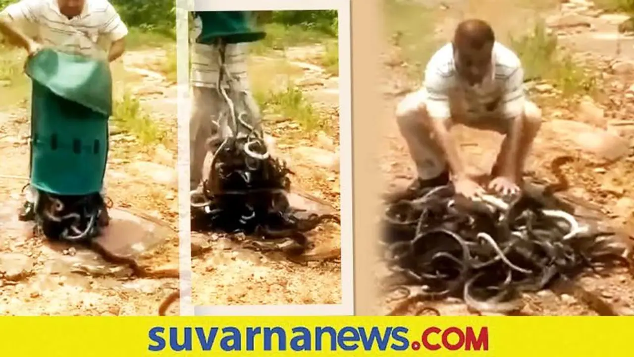 300 ಹಾವುಗಳನ್ನು ಬ್ಯಾಗ್‌ನಲ್ಲಿ ತುಂಬಿಸಿ ತಂದು ಕಾಡಿಗೆ ಬಿಟ್ಟ... ಭಯಾನಕ ವಿಡಿಯೋ ವೈರಲ್