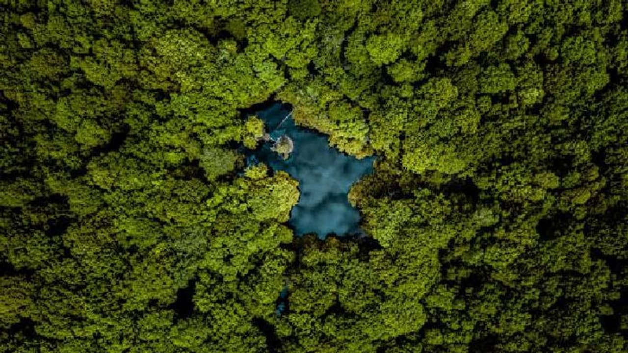 ഭൂമിയില് ഇനിയും മനുഷ്യര്ക്കറിയാത്ത 9200 ഇനം മരങ്ങള്, അവ വലിയ ഭീഷണിയിലെന്നും ഗവേഷകര് ഭൂമിയില് ഇനിയും മനുഷ്യര്ക്കറിയാത്ത 9200 ഇനം മരങ്ങള്, അവ വലിയ ഭീഷണിയിലെന്നും ഗവേഷകര്