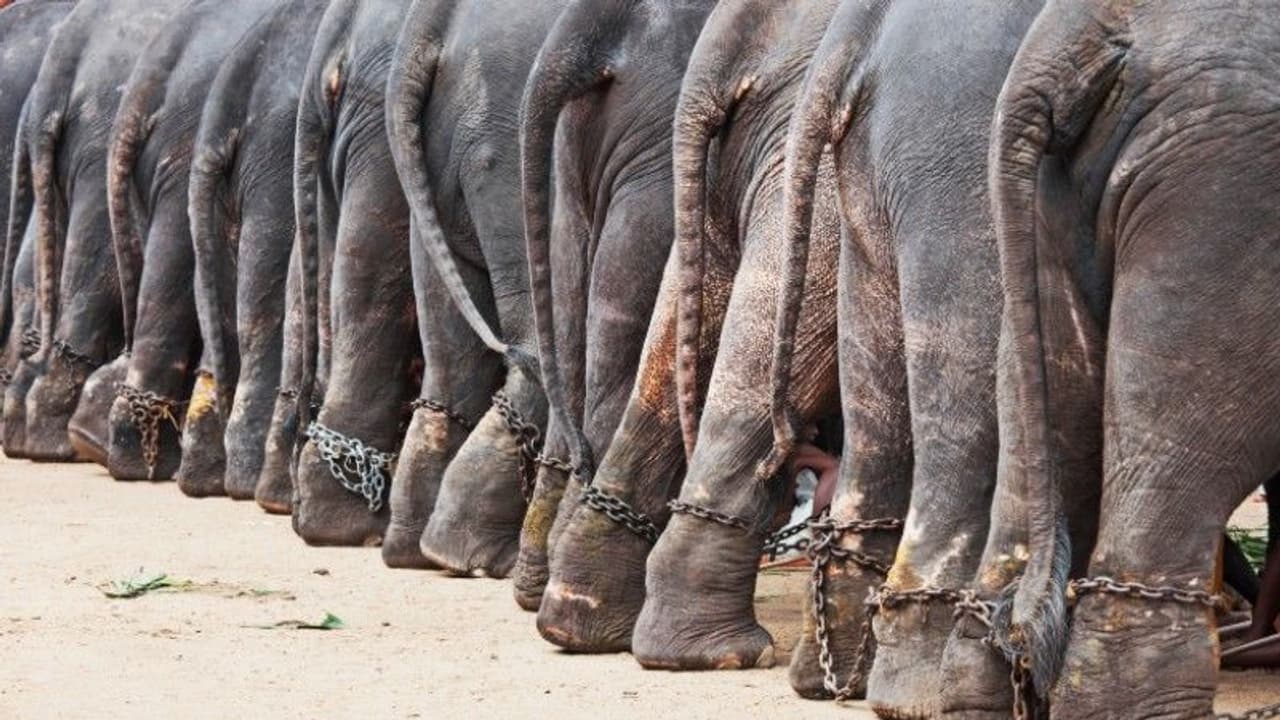 Opinion : എഴുന്നള്ളത്ത്, കാട്ടാനശല്യം, ഈ നിയമം വന്നാല് ആനക്കാര്യത്തില് ഒരു തീരുമാനമാവും Opinion : എഴുന്നള്ളത്ത്, കാട്ടാനശല്യം, ഈ നിയമം വന്നാല് ആനക്കാര്യത്തില് ഒരു തീരുമാനമാവും