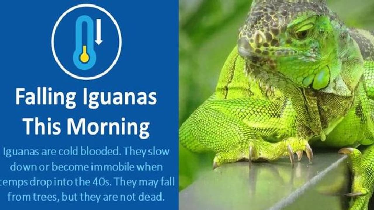 Falling Iguanas : തണുത്ത് മരവിച്ച് ഫ്ലോറിഡ, മരത്തില് നിന്നും വീണ് ഇഗ്വാനകള്, പരിഭ്രാന്തിയില് ആളുകള് Falling Iguanas : തണുത്ത് മരവിച്ച് ഫ്ലോറിഡ, മരത്തില് നിന്നും വീണ് ഇഗ്വാനകള്, പരിഭ്രാന്തിയില് ആളുകള്