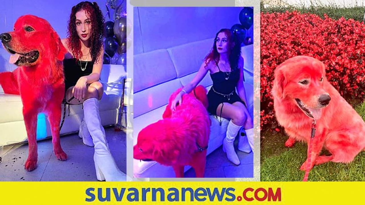 ನಾಯಿಗೆ ಬಣ್ಣ ಬಳಿದು ಕೆಂಪಗಾಗಿಸಿದ ಟಿಕ್‌ಟಾಕ್ ಸ್ಟಾರ್... ಜನರಿಂದ ಬೈಗುಳದ ಸುರಿಮಳೆ