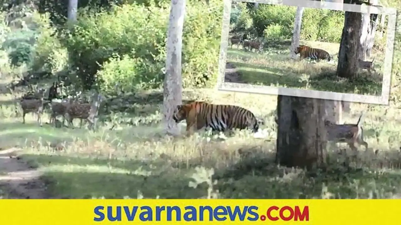 ಕಣ್ಣ ಮುಂದೆ ಜಿಂಕೆಗಳ ಹಿಂಡೆ ಇದ್ದರೂ ಕ್ಯಾರೇ ಅನ್ನದ ಹುಲಿ... ವಿಡಿಯೋ ವೈರಲ್