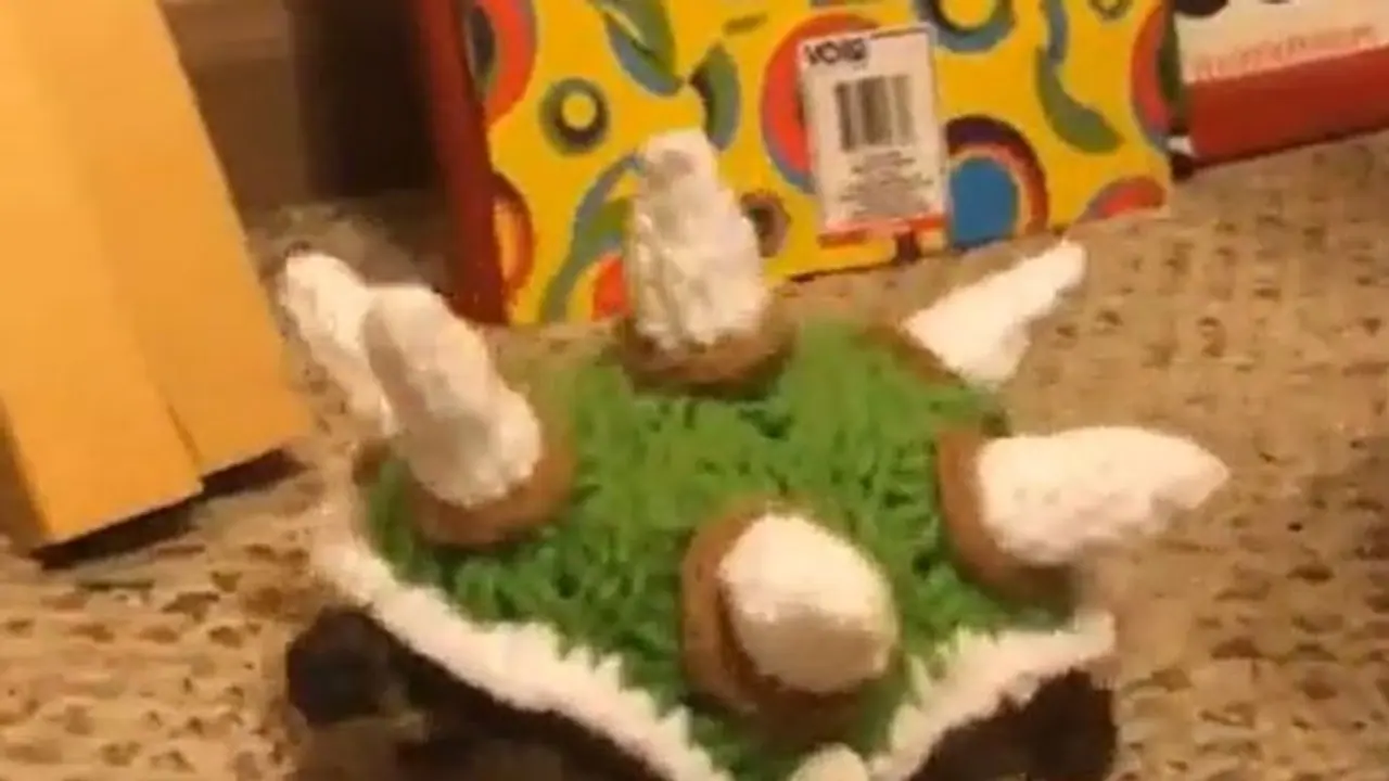 स्वेटर पहने कछुए का वीडियो सोशल मीडिया पर हुआ वायरल, नेटिजन्स बोले बेहद मजेदार है ये Video