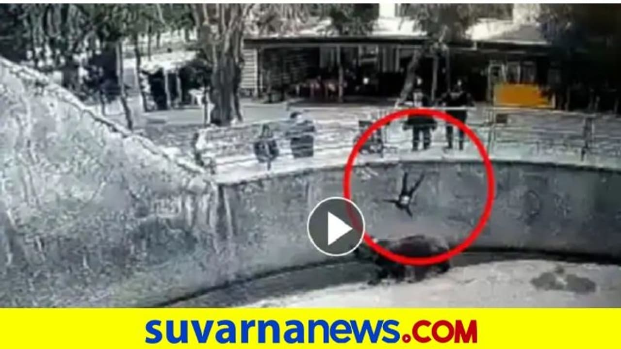 3 ವರ್ಷದ ಕಂದನನ್ನು ಝೂನಲ್ಲಿ ಕರಡಿ ಇದ್ದ ಗೂಡಿಗೆ ಎಸೆದ ತಾಯಿ... ಕೃತ್ಯ ಕ್ಯಾಮರಾದಲ್ಲಿ ಸೆರೆ