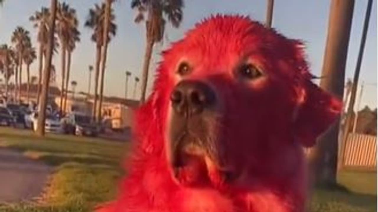 महिला टिकटॉकर ने अपने पालतू डॉगी को लाल रंग से किया पेंट, वीडियो देख लोगों ने लगाई जमकर फटकार