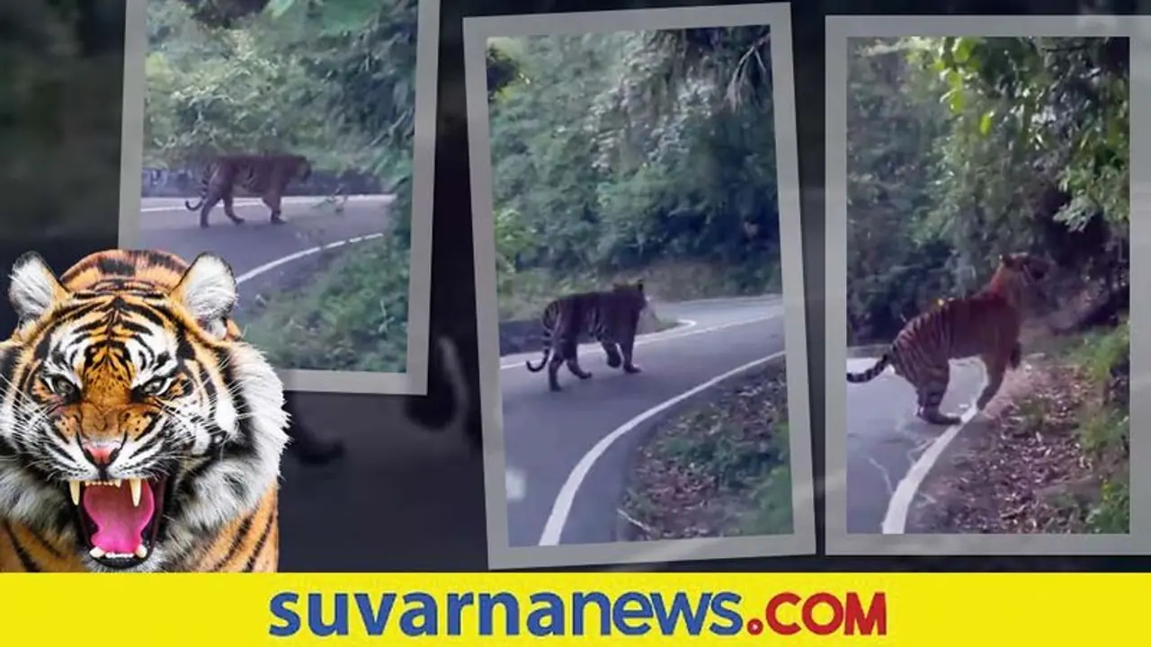 ರಾಷ್ಟ್ರೀಯ ಹೆದ್ದಾರಿಯಲ್ಲಿ ರಾಷ್ಟ್ರೀಯ ಪ್ರಾಣಿಯ ವಾಕ್... ವಿಡಿಯೋ ವೈರಲ್ ರಾಷ್ಟ್ರೀಯ ಹೆದ್ದಾರಿಯಲ್ಲಿ ರಾಷ್ಟ್ರೀಯ ಪ್ರಾಣಿಯ ವಾಕ್... ವಿಡಿಯೋ ವೈರಲ್