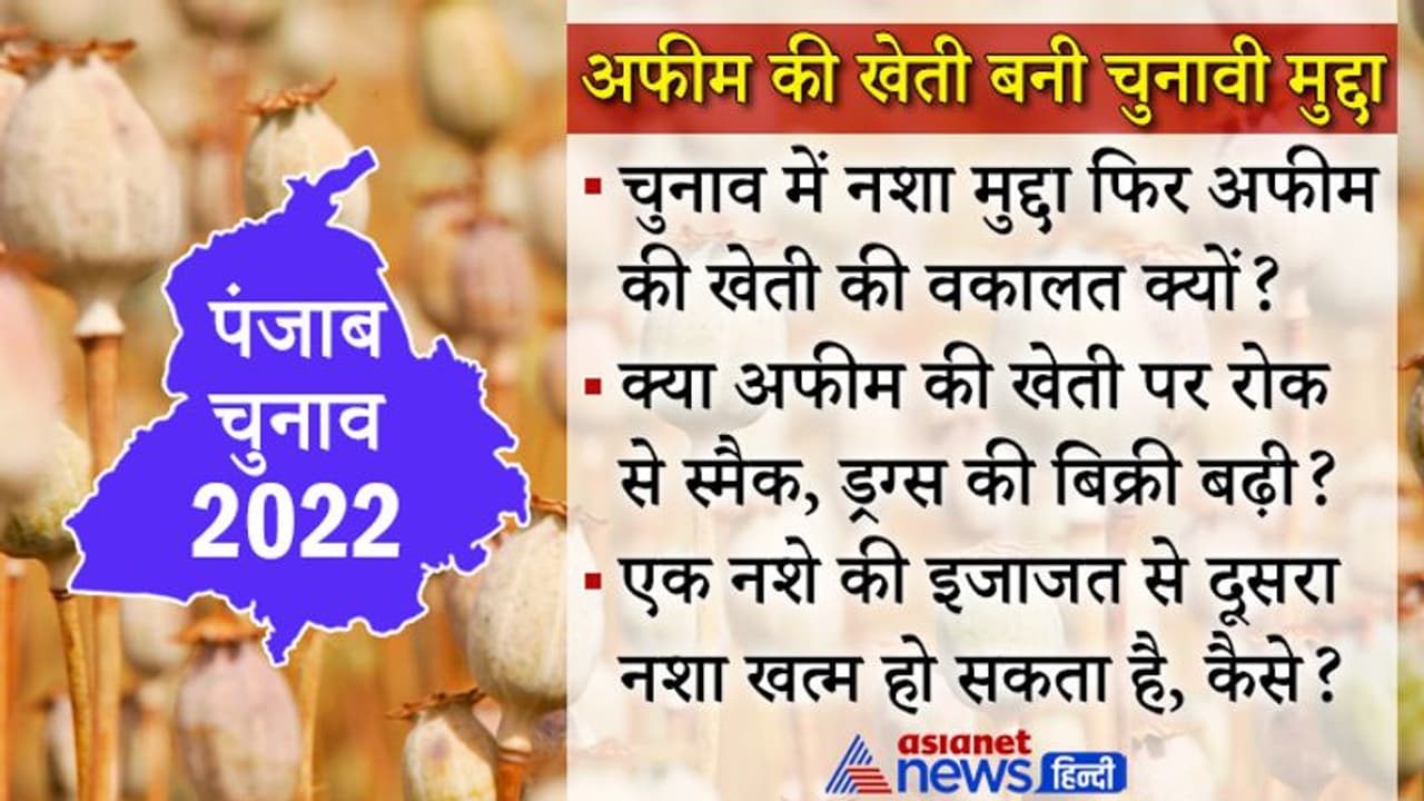 Inside Story : पंजाब चुनाव में अफीम की खेती क्यों बन रही चुनावी मुद्दा, नशामुक्त प्रदेश के लिए ये कैसी डिमांड Inside Story : पंजाब चुनाव में अफीम की खेती क्यों बन रही चुनावी मुद्दा, नशामुक्त प्रदेश के लिए ये कैसी डिमांड