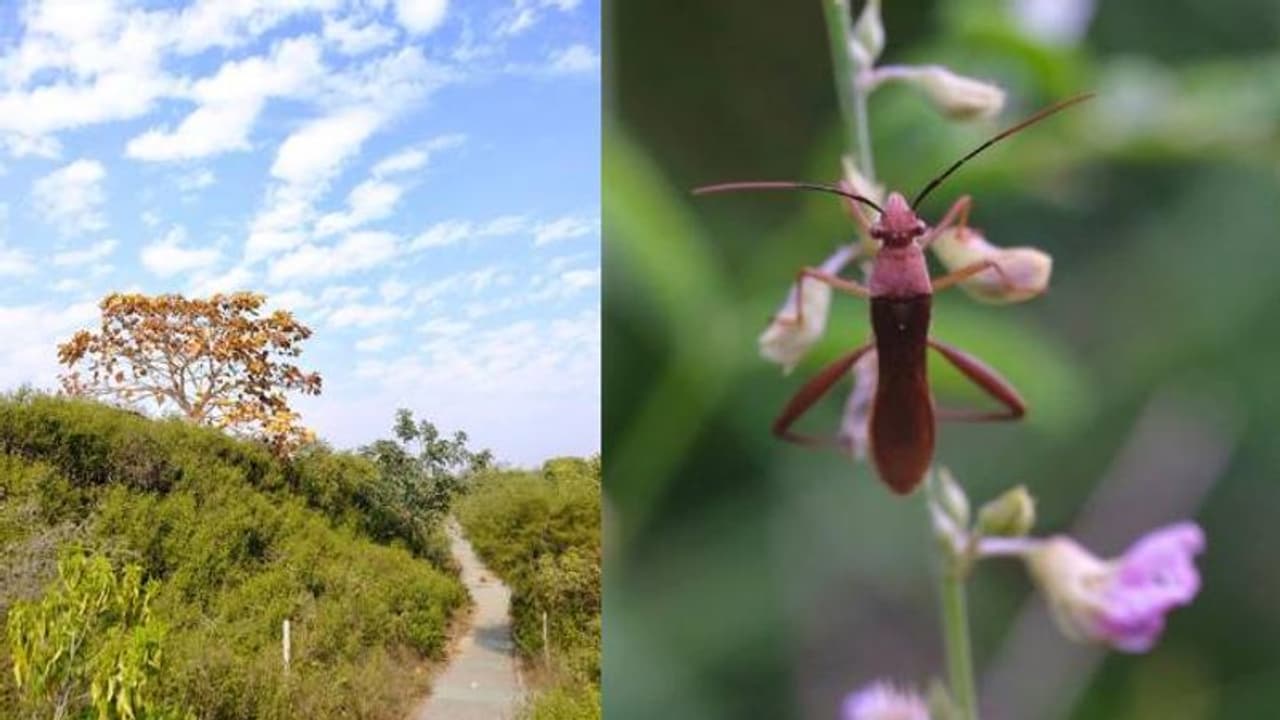 दुनिया का सबसे बड़ा जंगल सफारी गुरुग्राम में होगा विकसित, शारजाह के 5 गुना होगा अरावली रेंज में बनने वाला Park
