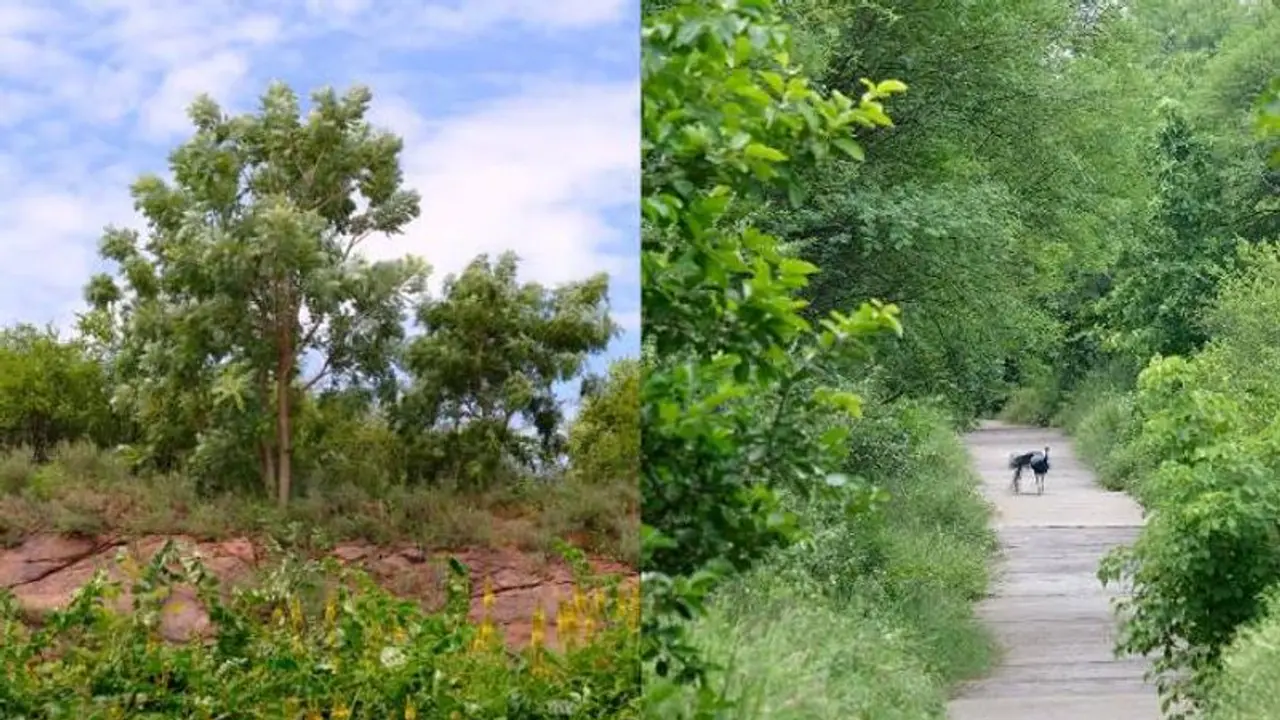 'World's largest safari' to be developed in Gurugram, Nuh over 10,000 acres